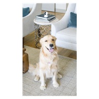 REOLINK bezpečnostní kamera E1 Pro, 4MP, 2.4 / 5 GHz